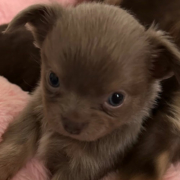 Elevage chihuahua chiot