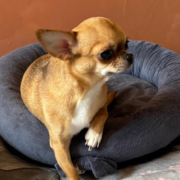 Elevage chihuahua femelle
