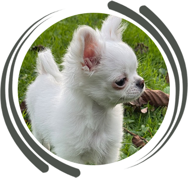 elevage-chihuahua-bretagne-poils-longs-courts