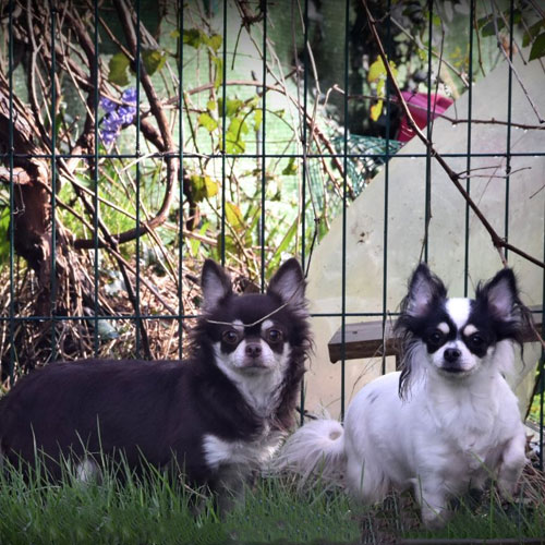 Mère Sybelle Elevage Chihuahua Bretagne