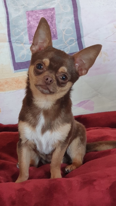 Paquito elevage chihuahua Bretagne