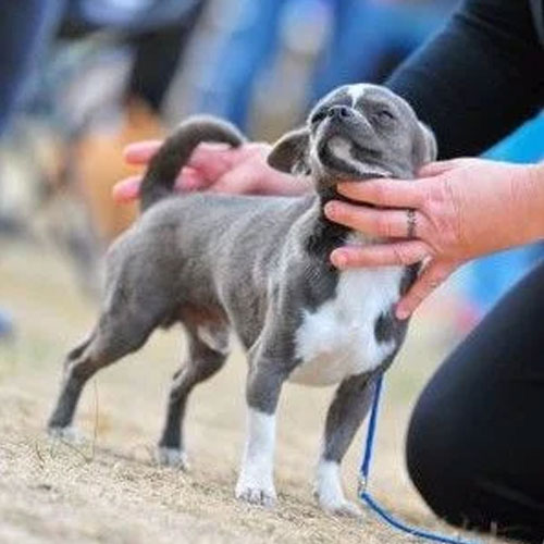 Père d'Ulala, Elevage de chihuahua en Bretagne