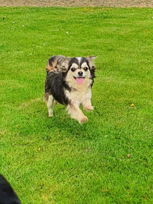 Rashka elevage chihuahua Bretagne