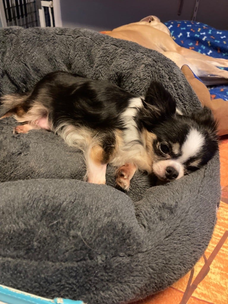 Rebelle Chihuahua Elevage Bretagne