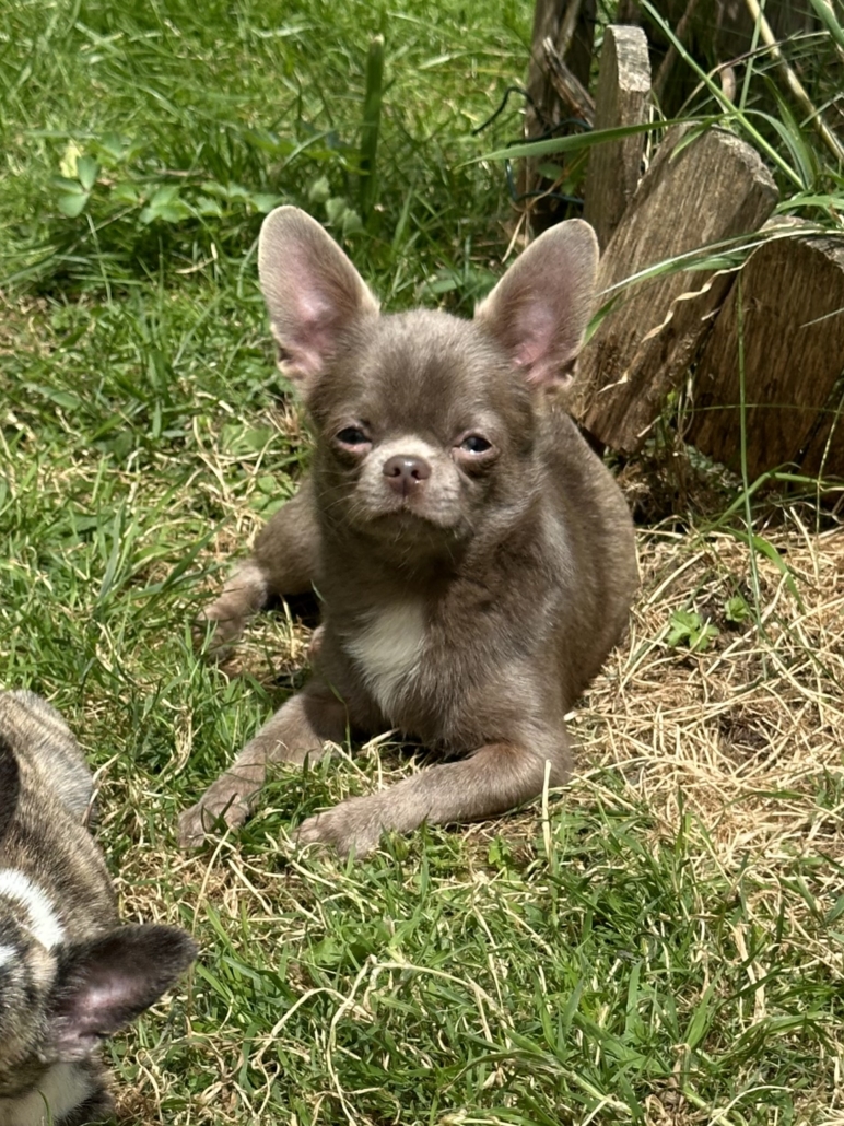 Tacara elevage chihuahua Bretagne