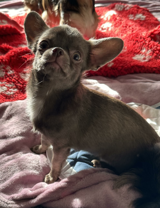 Takara elevage chihuahua Bretagne
