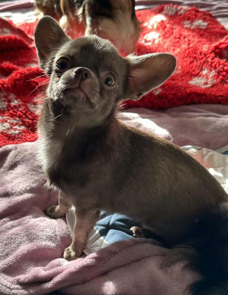 Takara elevage chihuahua Bretagne