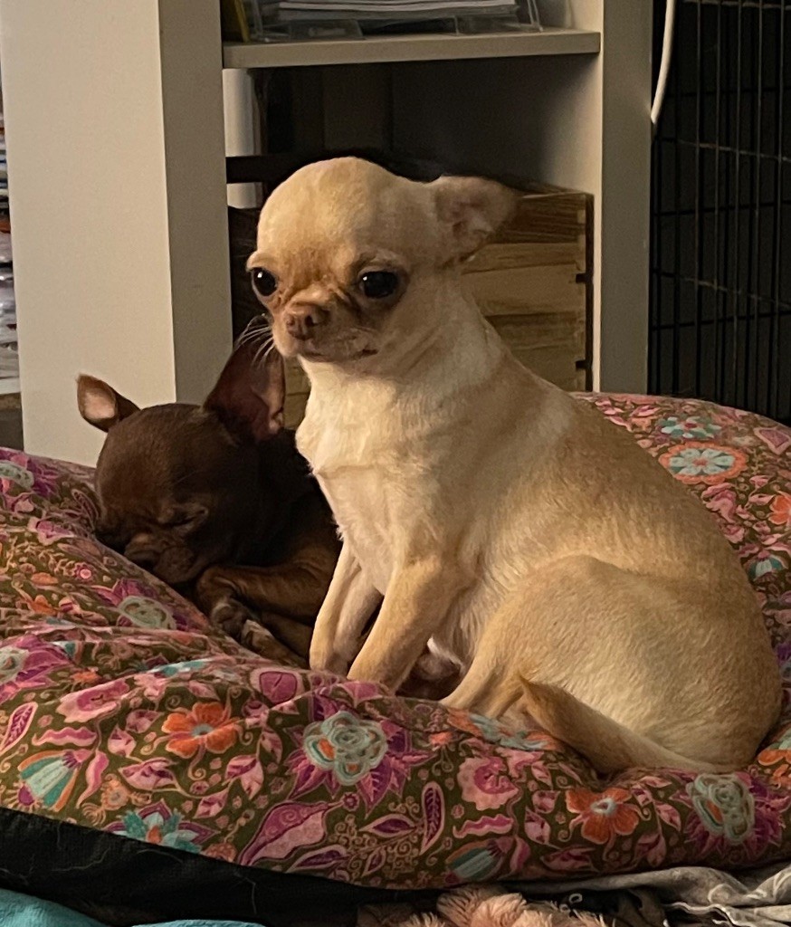 Tam Tam elevage Chihuahua Bretagne