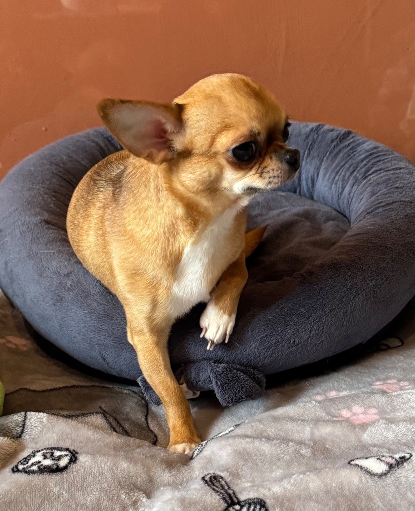 Ulala, Elevage de chihuahua à poils courts en Bretagne