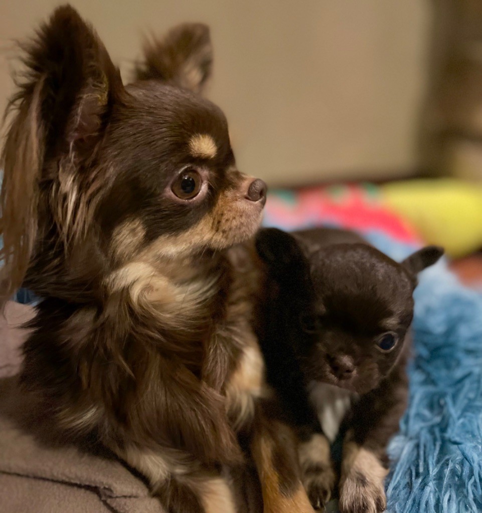 Yuni Elevage Chihuahua Bretagne