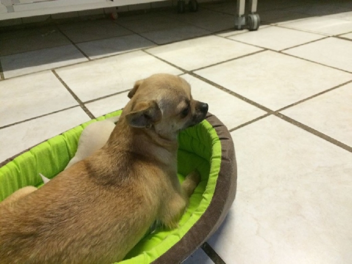 Mère Papaye Elevage Chihuahua Bretagne