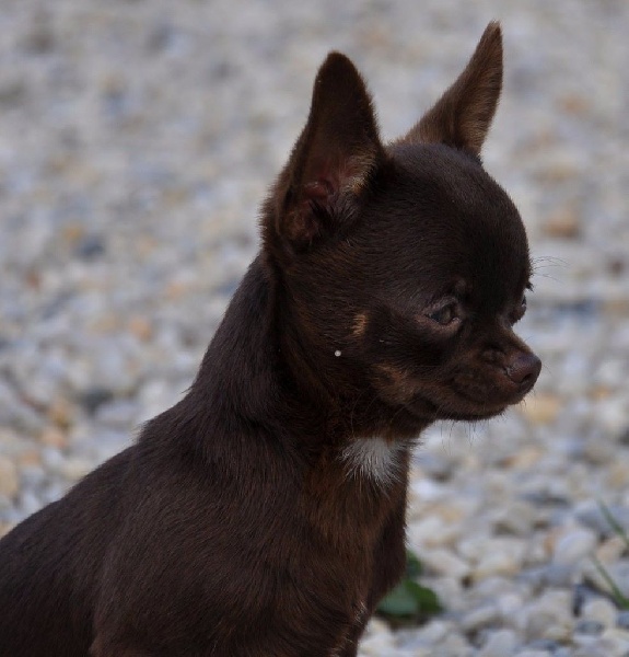 Père Papaye Elevage chihuahua Bretagne